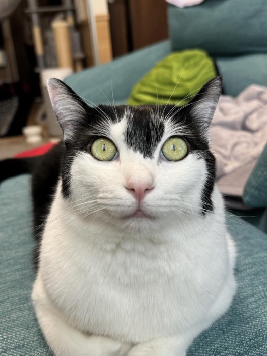 カメラ目線の白黒猫