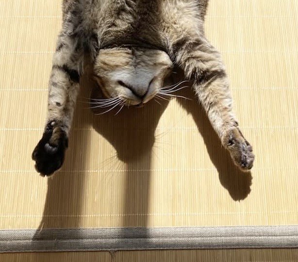 『バンザイ』をするような体勢で眠るキジトラ猫