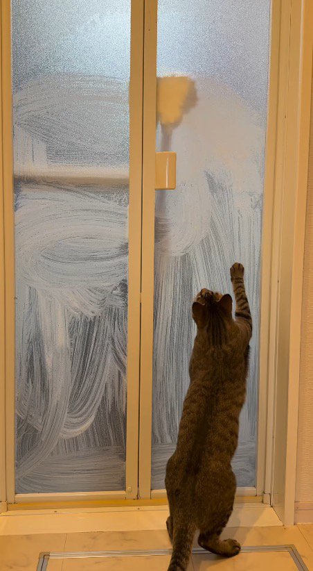 ドアに映った飼い主の手を見つめる猫