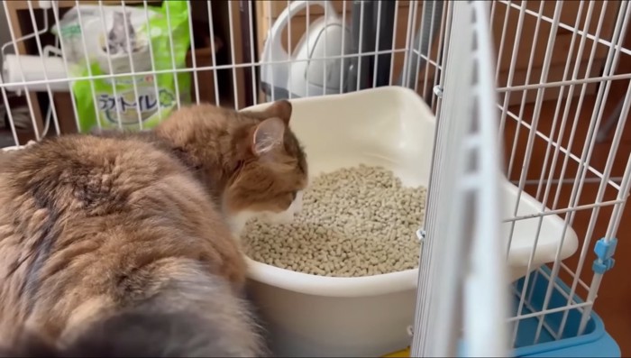 トイレの匂いチェック