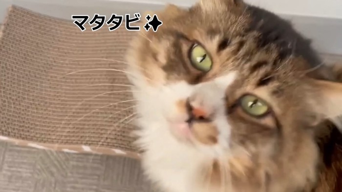 見上げる猫の顔