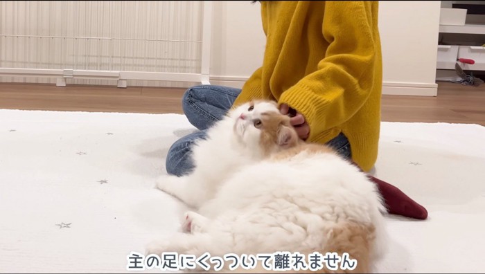 猫の頭を撫でる飼い主