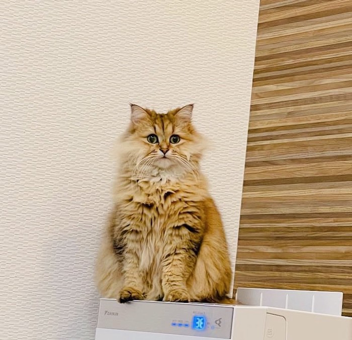 洗濯機の上に座るペルシャ猫