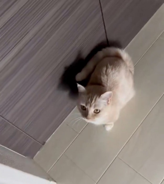 不思議そうに顔を上げる猫