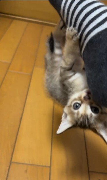 人の足に掴まってぶら下がっている子猫