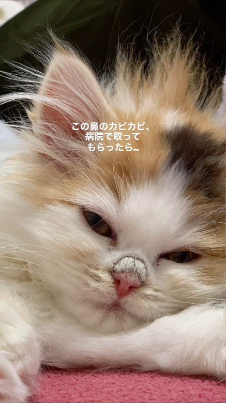 目を細める子猫