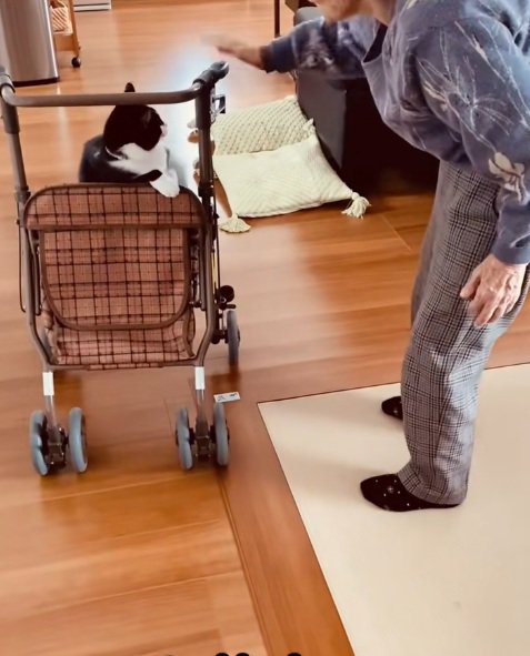 おばあちゃんとカートに乗る猫