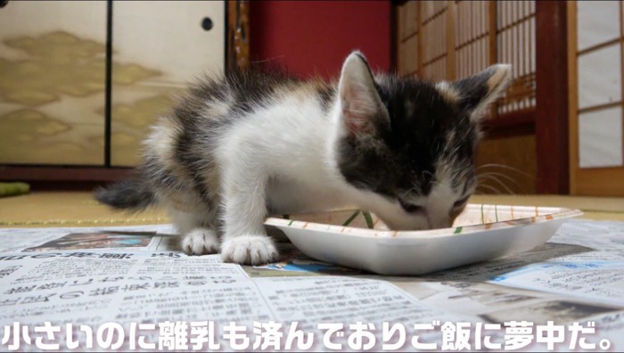 ごはんを勢いよく食べる子猫