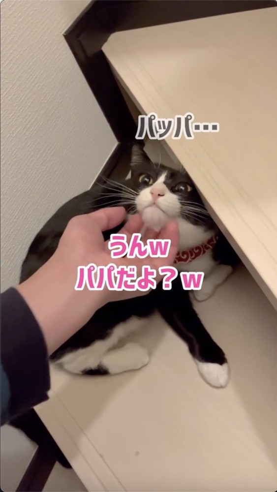 パパに触られていることに気づく猫