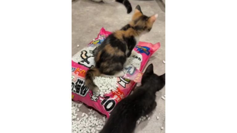 猫砂の袋に乗っている猫