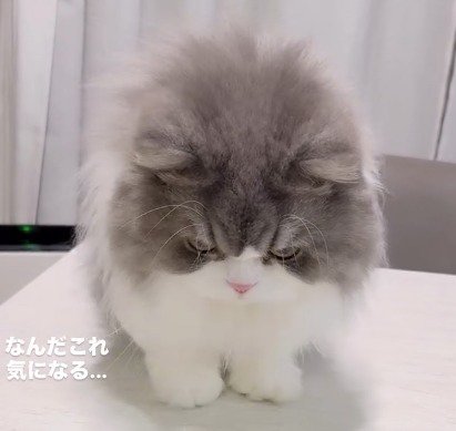 ケーキの容器を凝視する猫