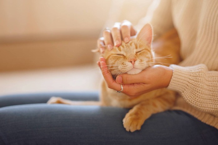 猫を膝にのせてなでる女性