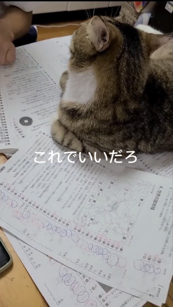 プリントの上に座る猫