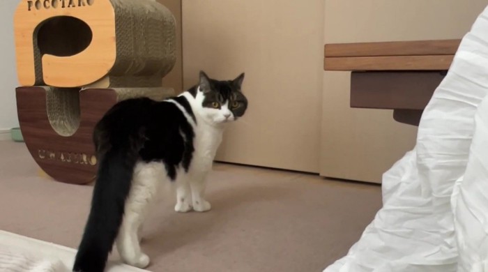 少し離れたところでこちらを見る猫