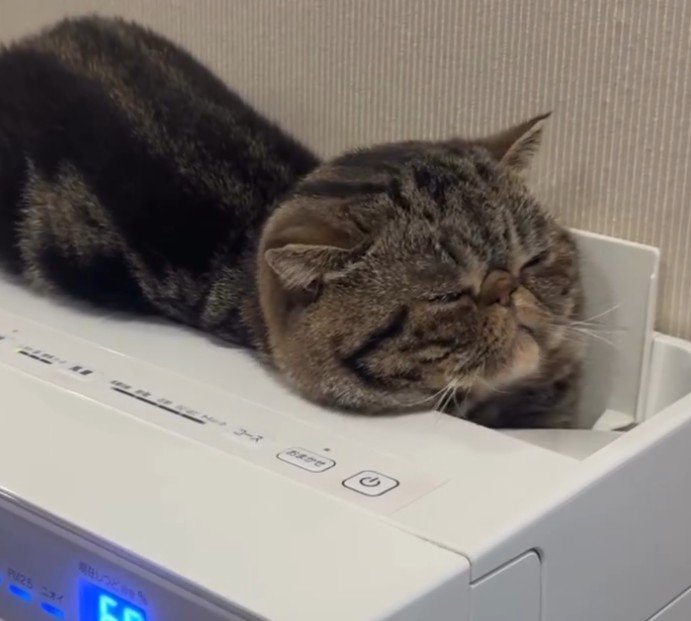 空気清浄機に入っている猫