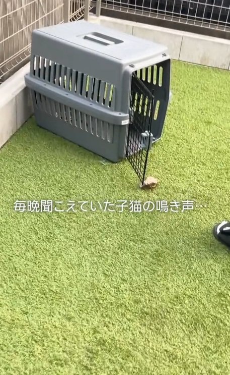 扉が開いている猫用キャリー
