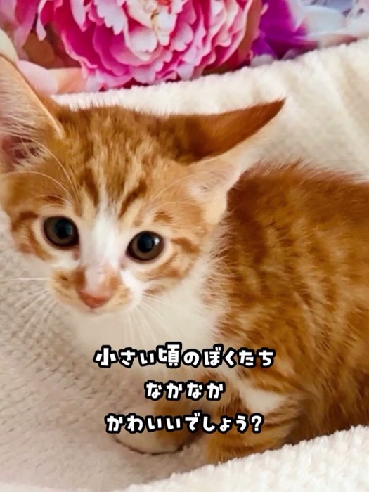 茶白の子猫