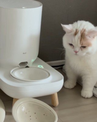 困って考える猫