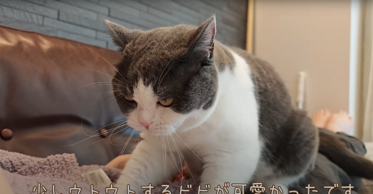飼い主さんを見る猫