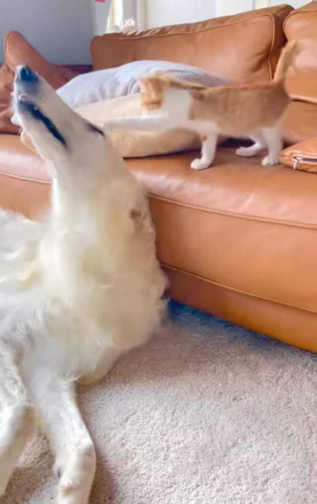 犬に触れる猫