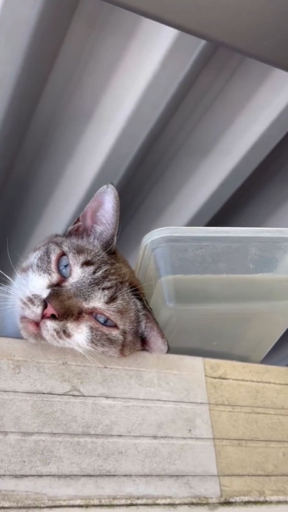 プレハブ冷凍庫の上の猫