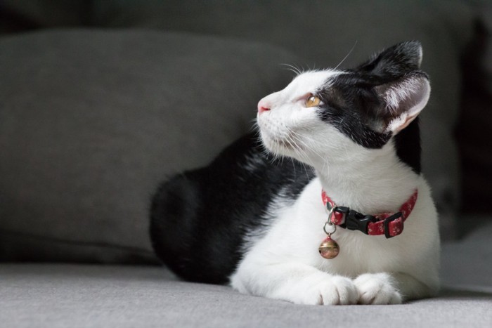 鈴つきの首輪を装着した猫