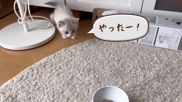 ごはんに向かう猫