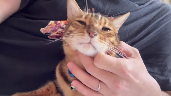 捕まっているテト