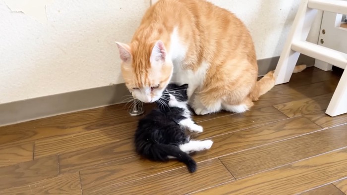 茶トラ白猫の近くで横になる子猫