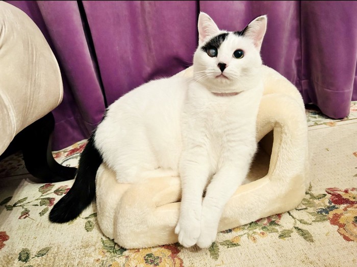 猫ベッドの上でこちらを見る猫