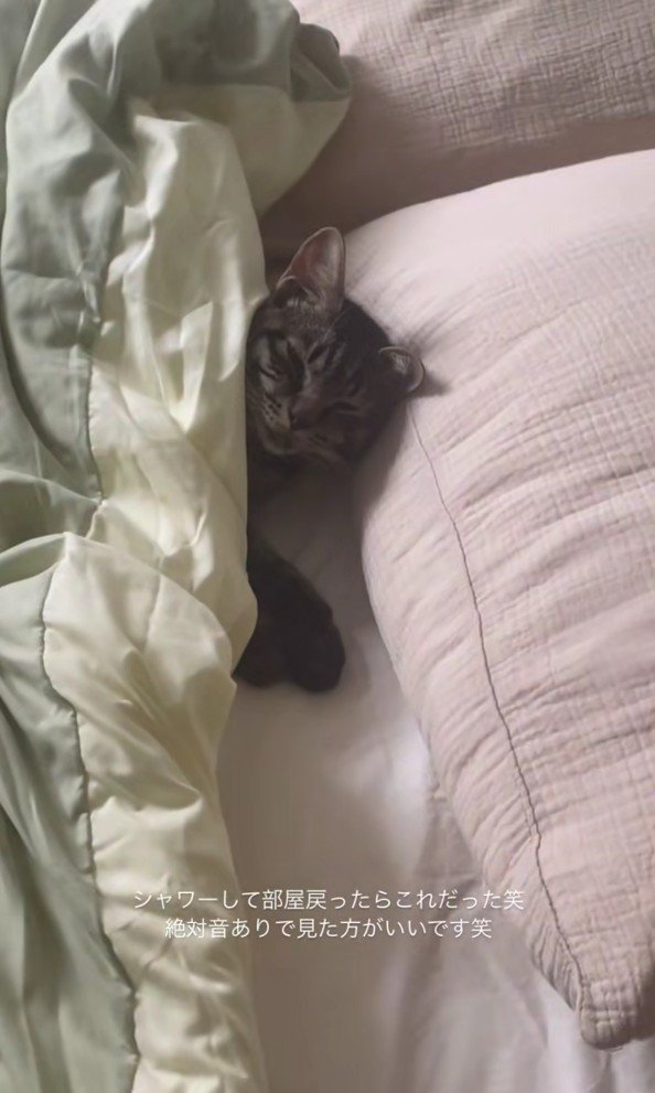 ベッドで寝ている五右衛門くん