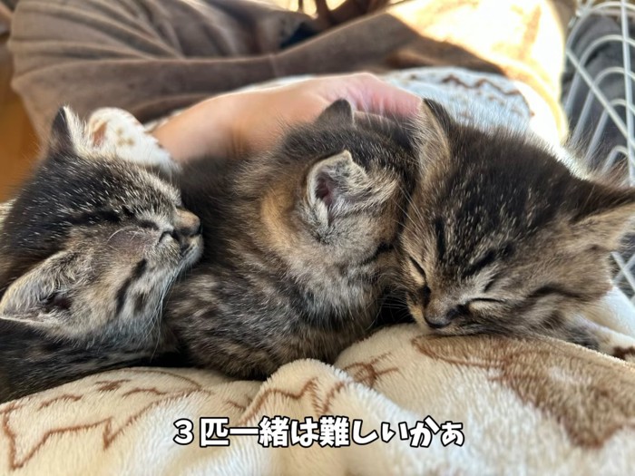 寝ている3匹の子猫