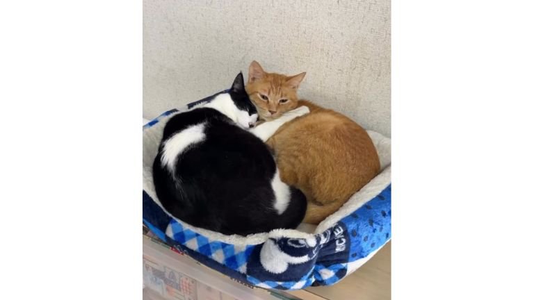 くつろいでいる猫たち