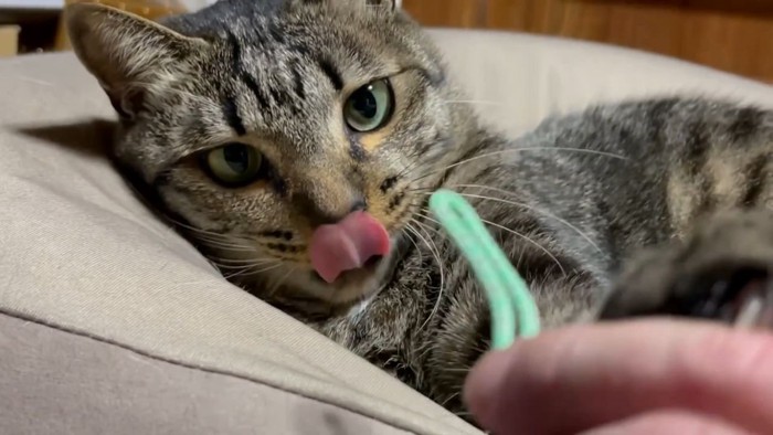 舌なめずりする猫