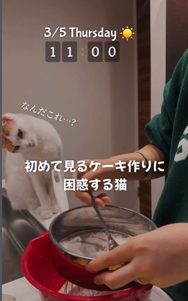 ケーキ作りを座って見ている猫