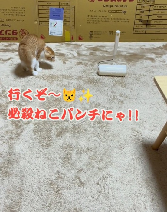 やんのかステップをするみぃちゃん