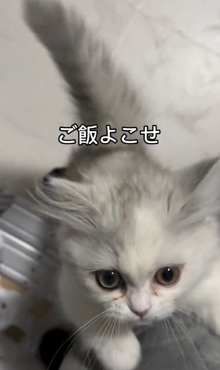 飼い主の足に前足を乗せて立ち上がる猫