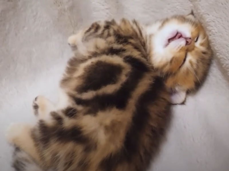 爆睡する子猫