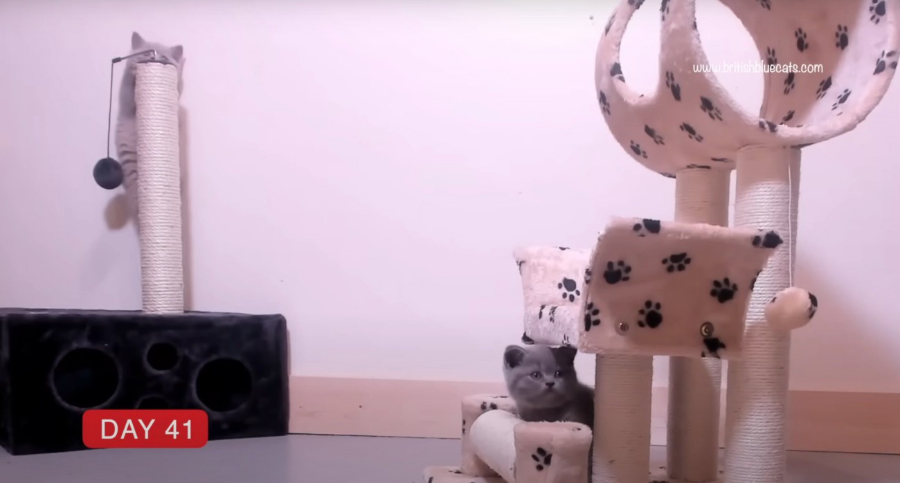 ポールによじのぼる子猫