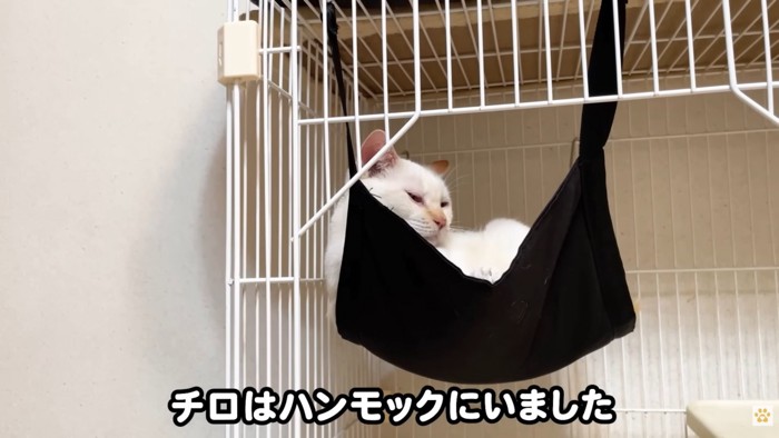 テロップ「チロはハンモックに～」