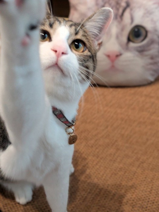 カメラに前足を伸ばす猫