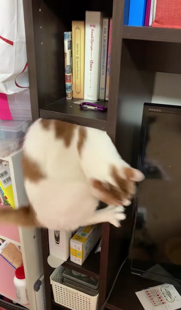 棚に入っている猫