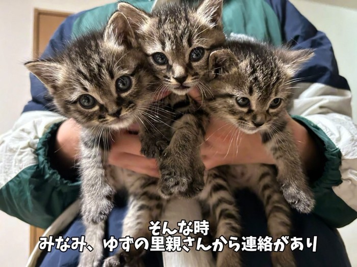 抱っこされカメラ目線になる子猫