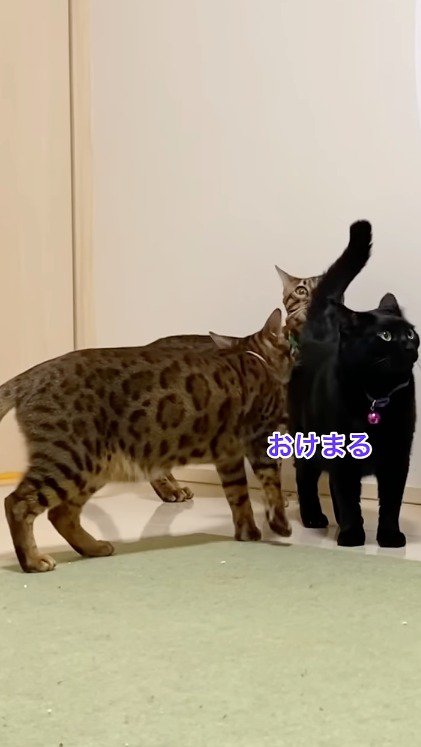 黒猫の匂いを嗅ぐピンクの首輪を着けた猫と緑色の首輪を着けた猫