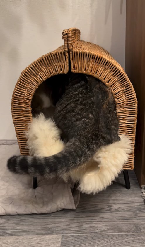 ハウスに入っている猫の後ろ姿