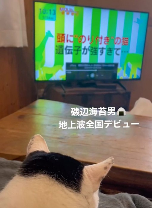 テレビを視聴する海苔男くん