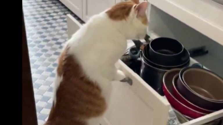 引き出しに手をかける猫