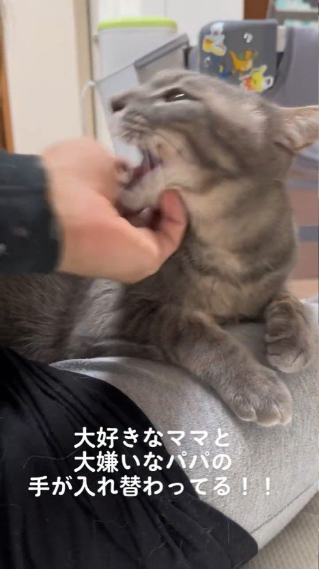 口を大きく開ける猫