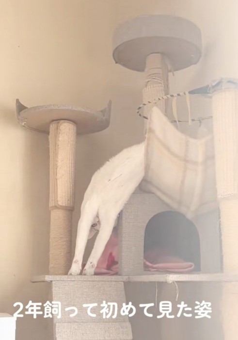 逆さまで見つめてくる猫