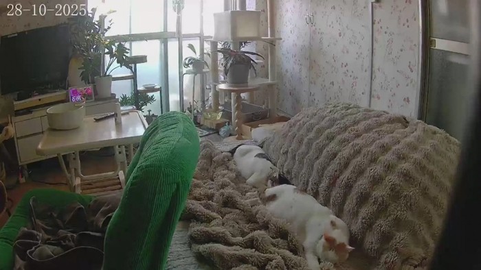 寝ている2匹の猫